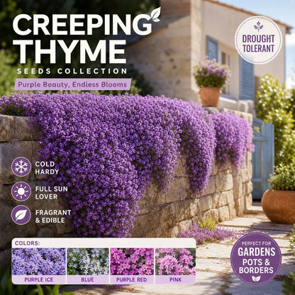 🌺Creeping Thyme Seeds, Multi‐Color Ground Cover Flower Seeds🌺