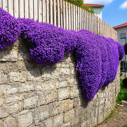 🌺Creeping Thyme Seeds, Multi‐Color Ground Cover Flower Seeds🌺