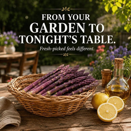 🌱Purple Passion Asparagus Plants