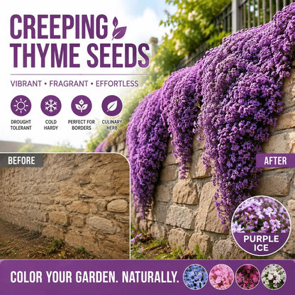 🌺Creeping Thyme Seeds, Multi‐Color Ground Cover Flower Seeds🌺