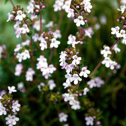 🌺Creeping Thyme Seeds, Multi‐Color Ground Cover Flower Seeds🌺