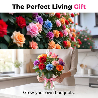 🔥Mixed Rose Seeds—Turn Your Garden Into a Living Bouquet 🌹