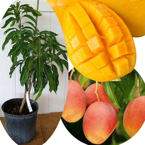 Non-GMO Mango Tree Seeds — Fruit Tree — Sweet Mango Tree