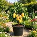 Non-GMO Mango Tree Seeds — Fruit Tree — Sweet Mango Tree