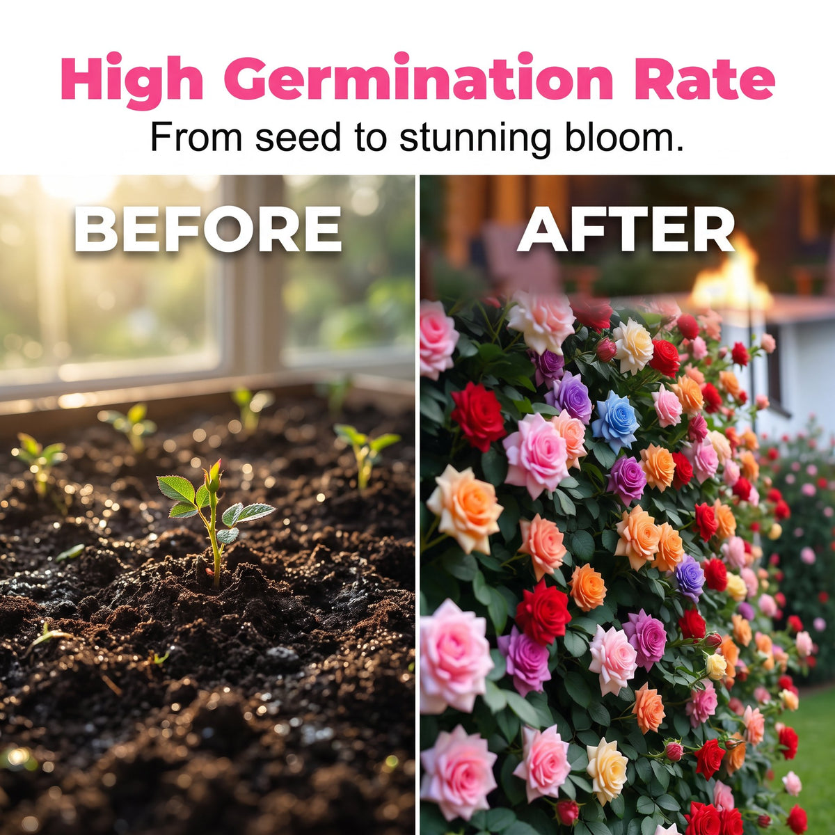 🔥Mixed Rose Seeds—Turn Your Garden Into a Living Bouquet 🌹