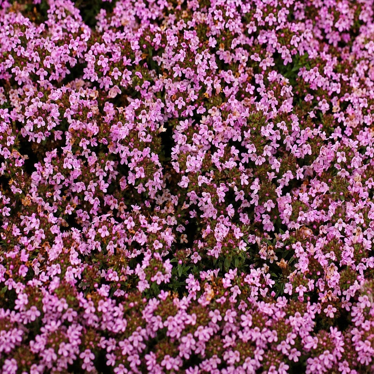 🌺Creeping Thyme Seeds, Multi‐Color Ground Cover Flower Seeds🌺