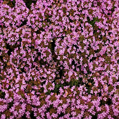 🌺Creeping Thyme Seeds, Multi‐Color Ground Cover Flower Seeds🌺