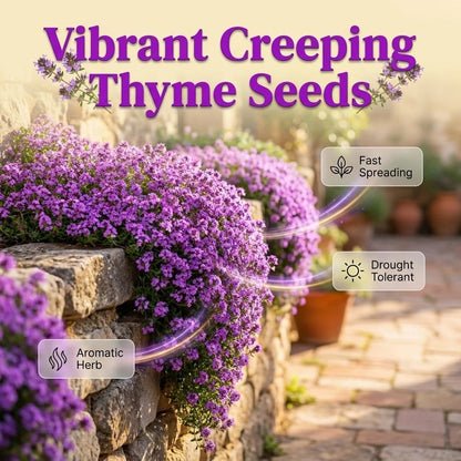 🌺Creeping Thyme Seeds, Multi‐Color Ground Cover Flower Seeds🌺