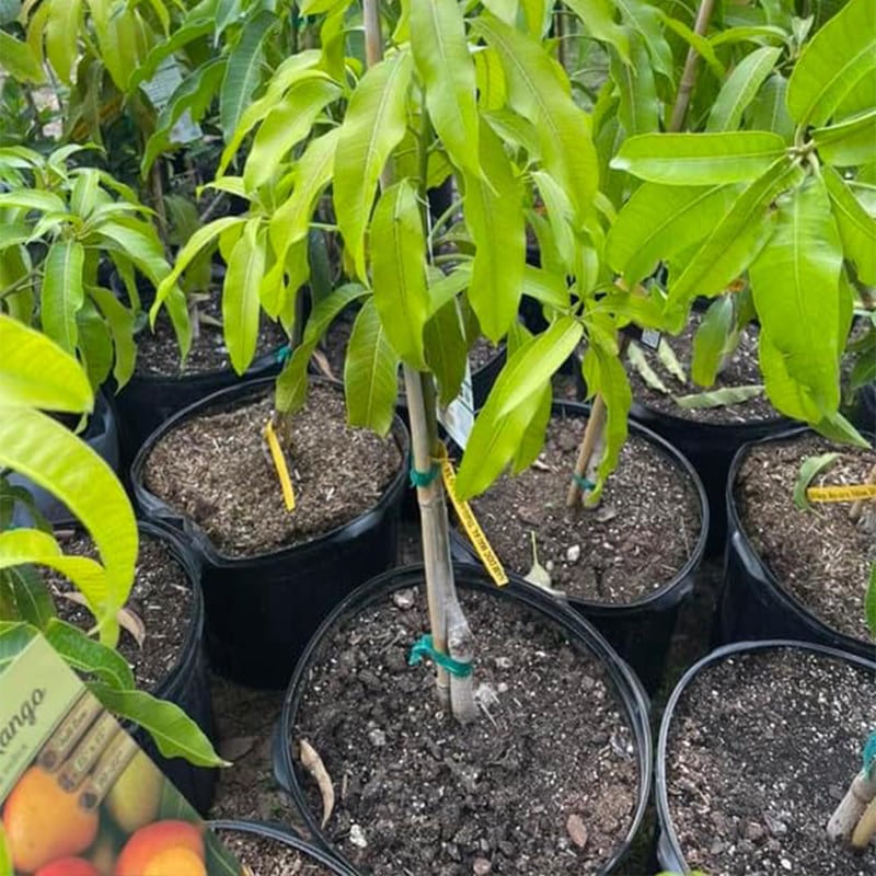 Non-GMO Mango Tree Seeds — Fruit Tree — Sweet Mango Tree