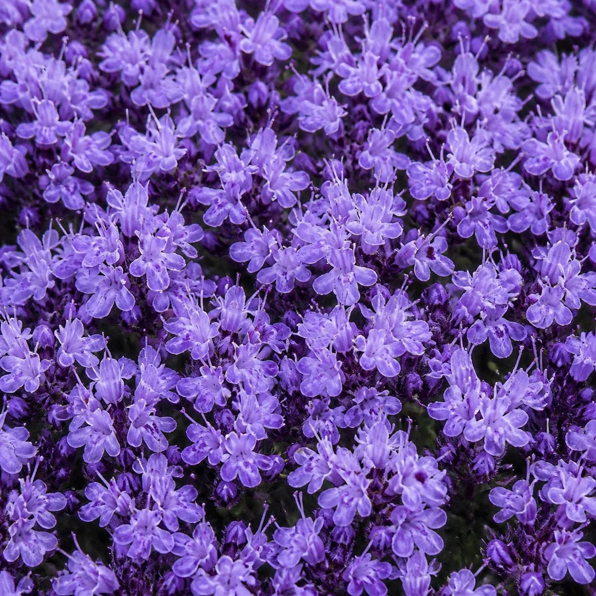 🌺Creeping Thyme Seeds, Multi‐Color Ground Cover Flower Seeds🌺