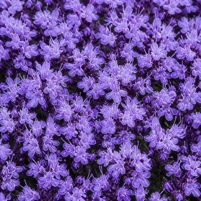 🌺Creeping Thyme Seeds, Multi‐Color Ground Cover Flower Seeds🌺