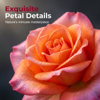 🔥Mixed Rose Seeds—Turn Your Garden Into a Living Bouquet 🌹